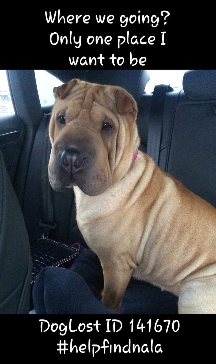 NALA may have had her chip removed, it may have failed and been replaced. You may have innocently taken her in believing she needed a loving home. If so we need to hear from you as you're merely another victim in this

bringnalahome@gmail.com #stolendoghour