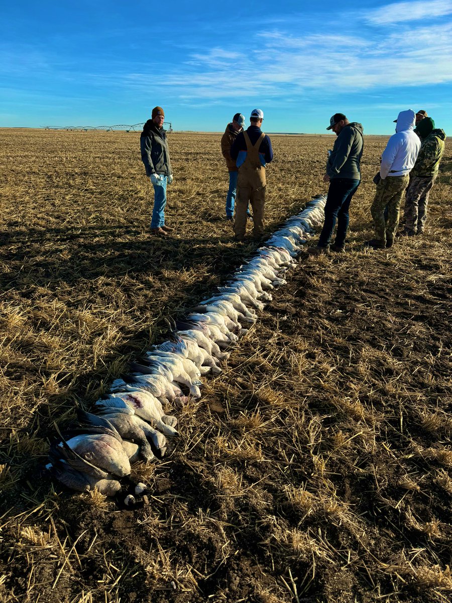 BroekTy's tweet photo. Got to knock a few snow geese down the other morning! https://t.co/XeTKxlw16G