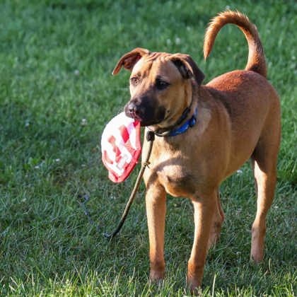 Ian's Pizza Madison tweet media