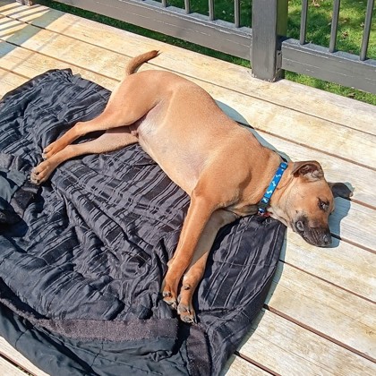 Meet Stetson - a sweet 9-month-old hound mix looking for a calm, caring home. 

Stetson is looking for a home without another dog and with teens or adults who respect his need for a quiet space. Ready to meet him? Call (608) 838-0413, ext. 145, to set up a visit.

#PetAdoption