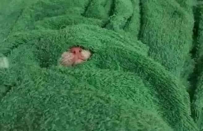 imsracoon's tweet image. Yo tapándome del frío, pero sin cubrirme la nariz por qué si no me muero.