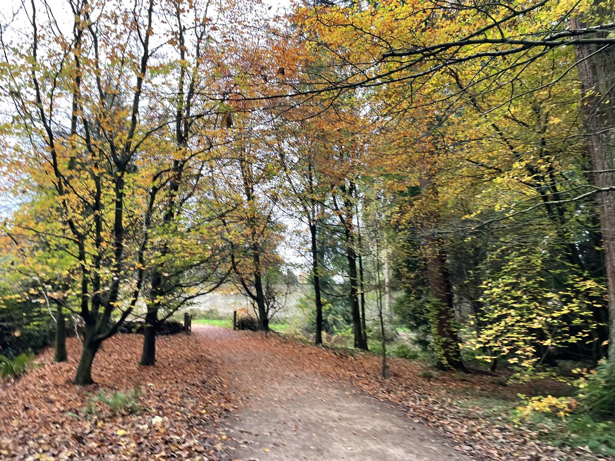 SueCurrie9's tweet photo. Autumn walk https://t.co/C6j1MT24ll