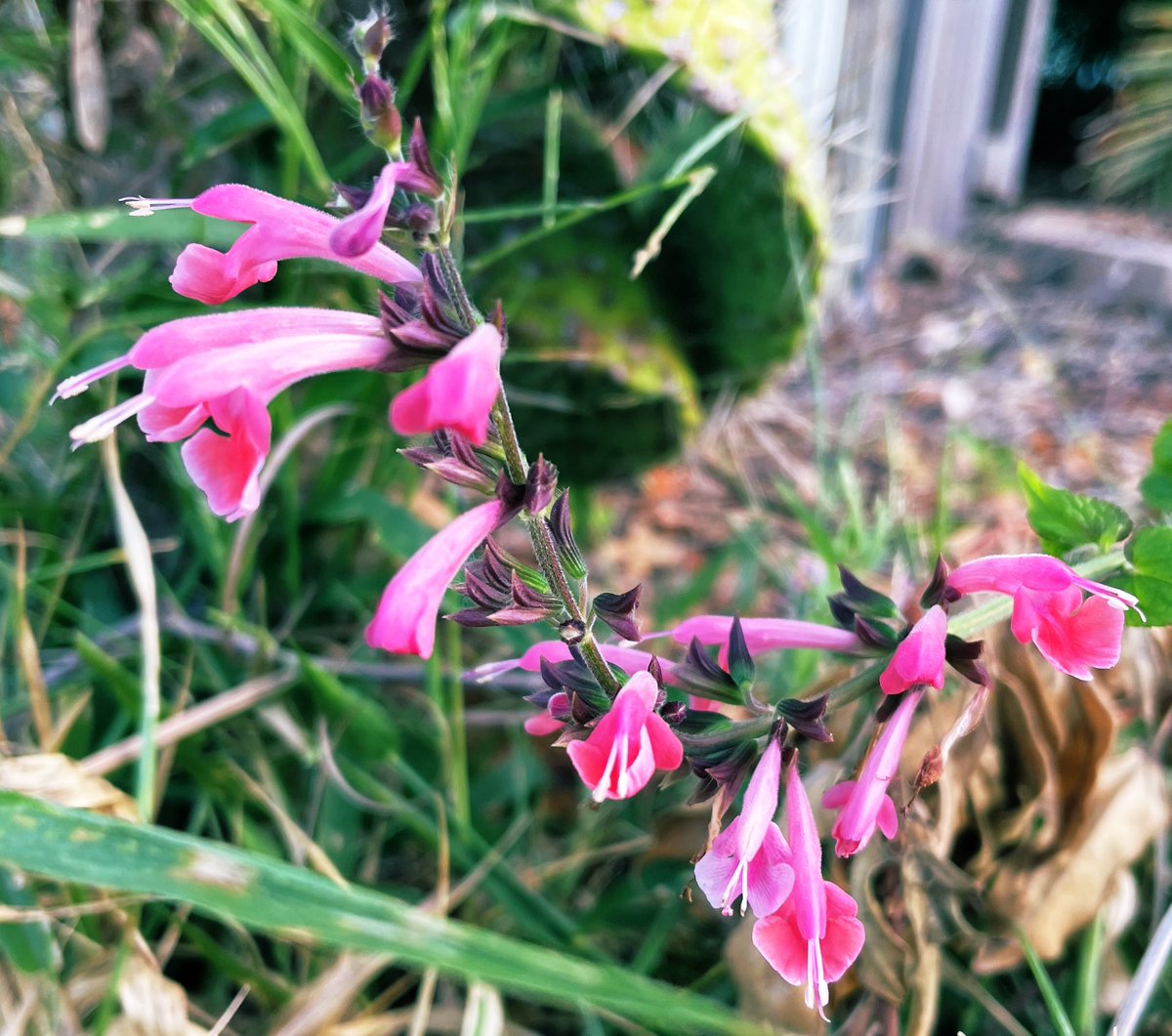 Corporatocracyx's tweet photo. Here is a flower (or two) to keep you motivated as you fight for democracy. https://t.co/8MylQzgGsJ