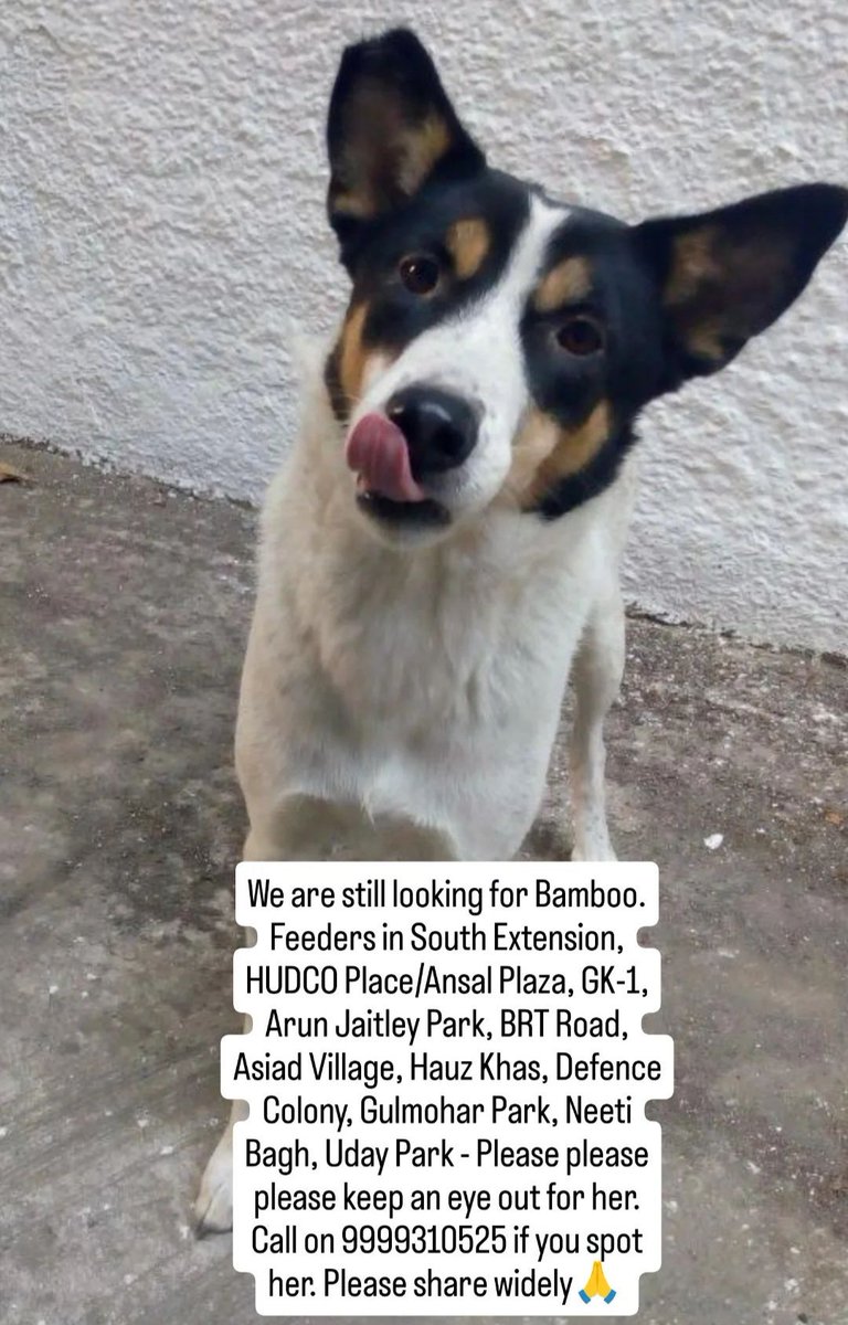 #Delhi Bamboo still missing, if you're in or near South Ex, HUDCO, Ansal Plaza, GK1, Arun Jaitley Park, Asiad Village, Hauz Khas, Defence Col, Gulmohar Park, Neeti Bagh pls keep an eye out for her. Pls repost and share in your WhatsApp groups! #missingdog #lostdog #India