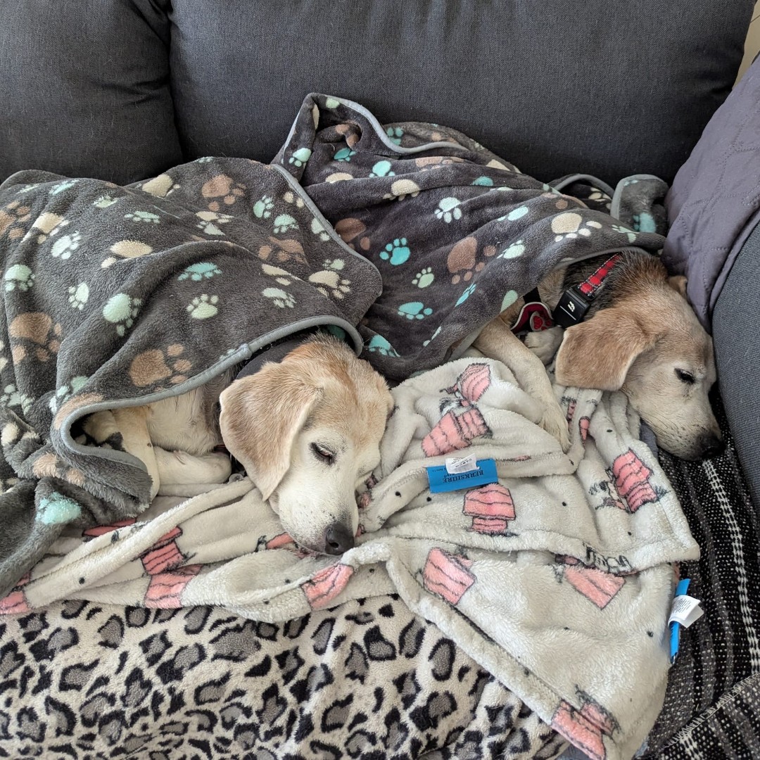 beaglefreedom's tweet photo. Happy #SeniorSunday from Baxter Boo and his adorable sister. Laboratory testing survivor animals can live long, healthy lives once they get the care and love they need. 🐾

 #beaglefreedom #bfp #freethebeagles #endanimaltesting https://t.co/NqqNbW63kc