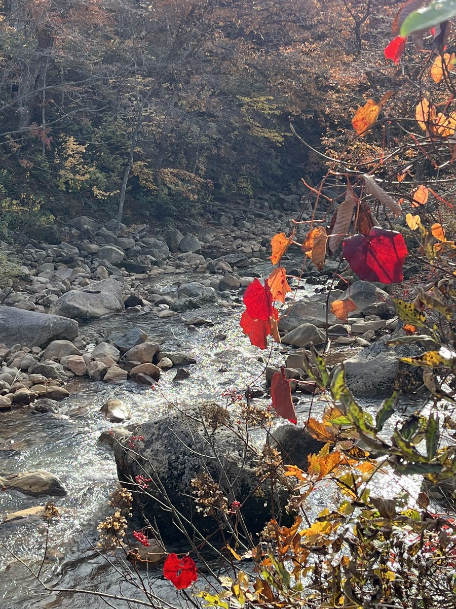MeHopey2's tweet photo. Autumn colours in Japan https://t.co/Smxp9h7dMz