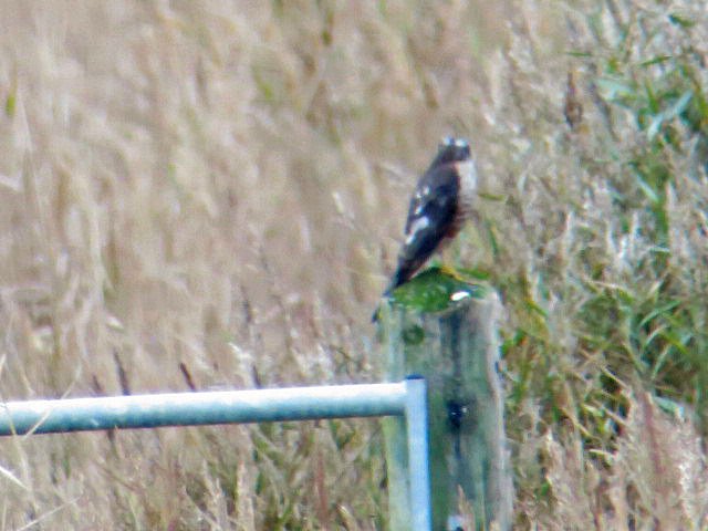 ChrisDipperBoyd's tweet photo. The obvious next venue after the stonechat was #Landguard. The purple sandpipers were nice bonus birds.
Last week's day with #WBC including a distant view of this sparrowhawk with white markings. Not something I'd heard of before. Apparently it is a male plumage variation. https://t.co/80JM7PCV5F