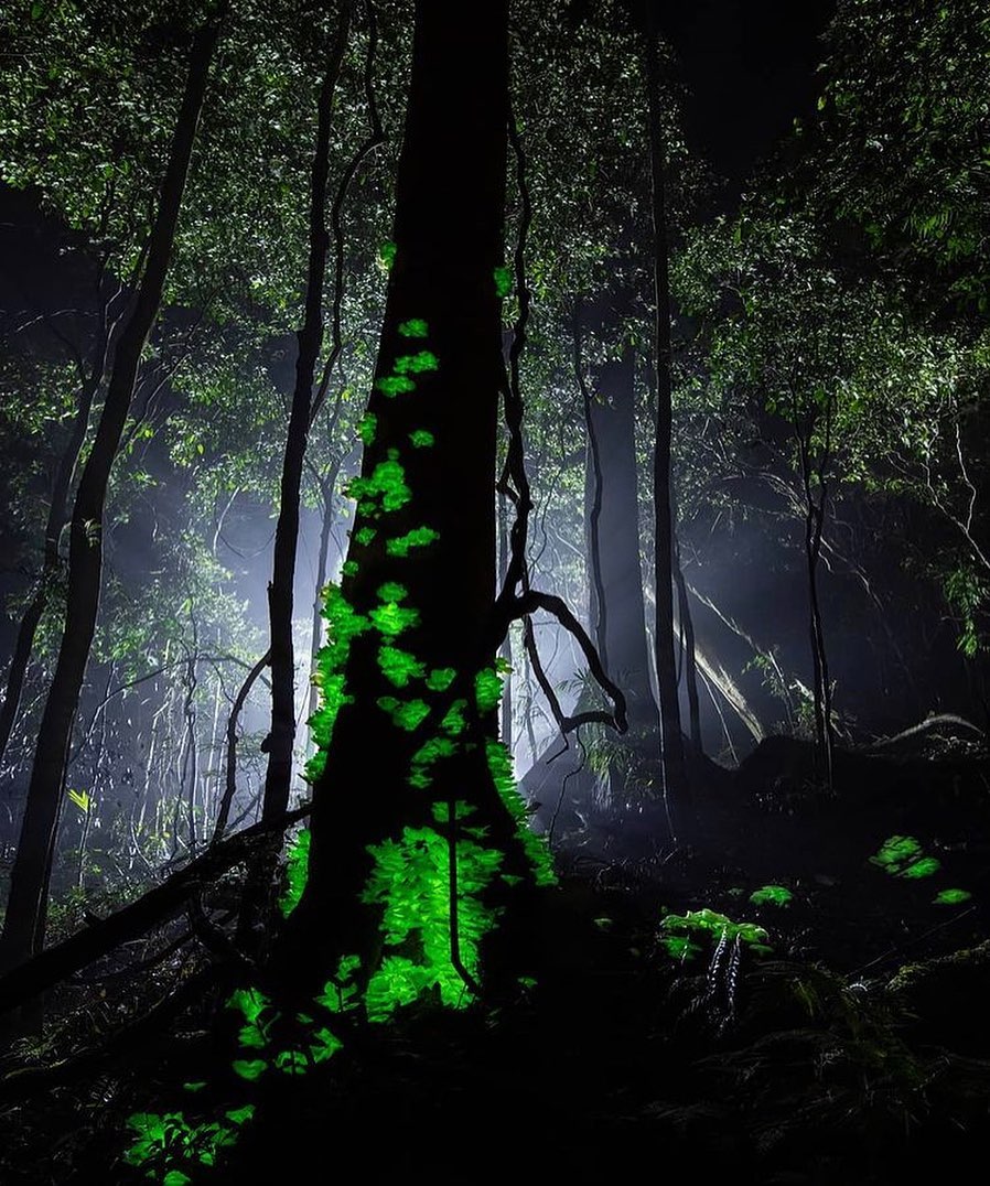 Un increíble Omphalotus nidiformis bioluminiscente conocido como "hongo fantasma" 💚👻
📸 @gc_hinterland_herper
Al menos 80 especies diferentes de hongos son capaces de brillar en la oscuridad. ¿Alguna vez has encontrado algún hongo bioluminiscente?