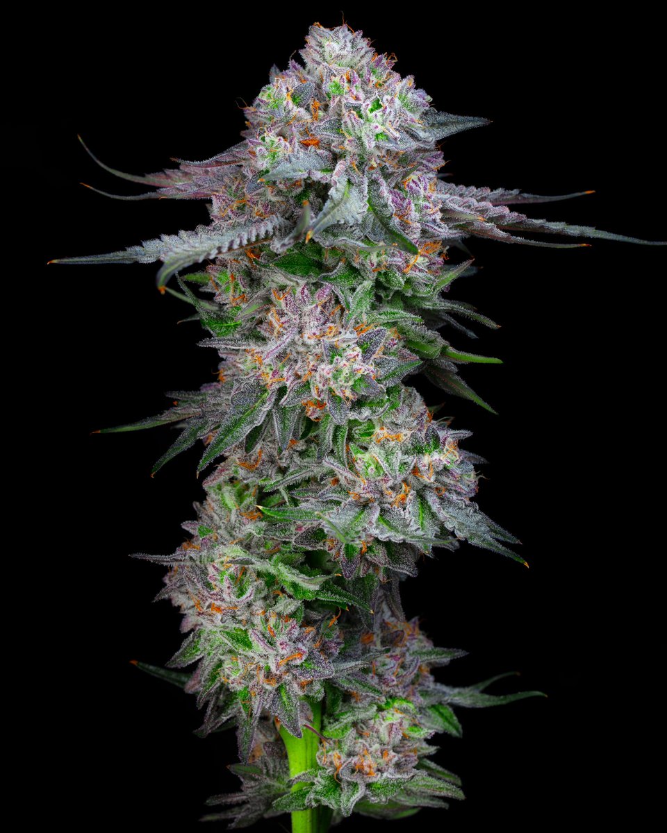 Thank you to everyone who liked/commented/reshared my first X post, it means the absolute world to me.

The #cannabiscommunity is DEEP on X. 

Here’s a branch shot of the macro I posted 😊

📸: Pomelo Anderson 
#cannabis #cannabisculture