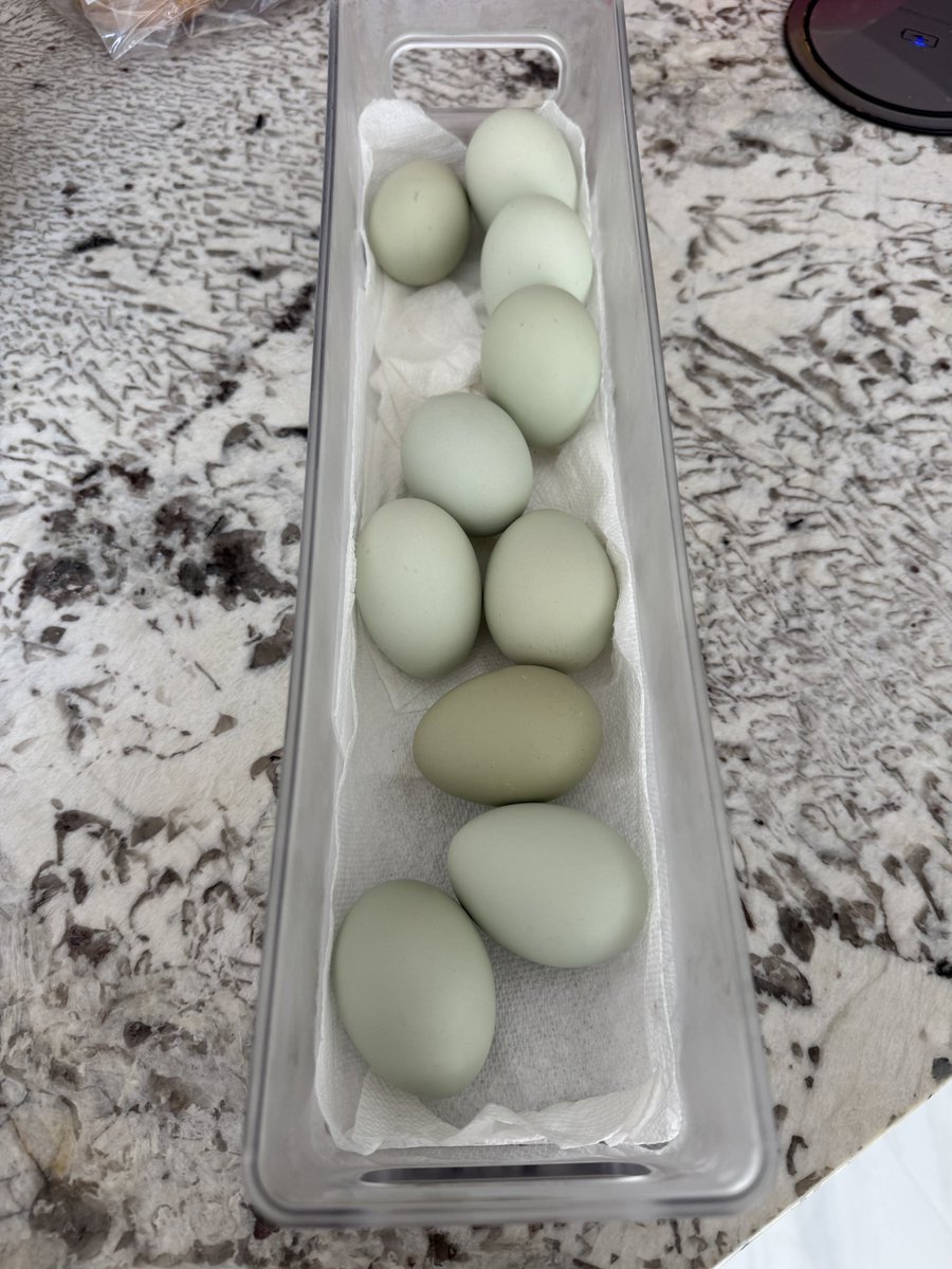 Tiffany Fong tweet media