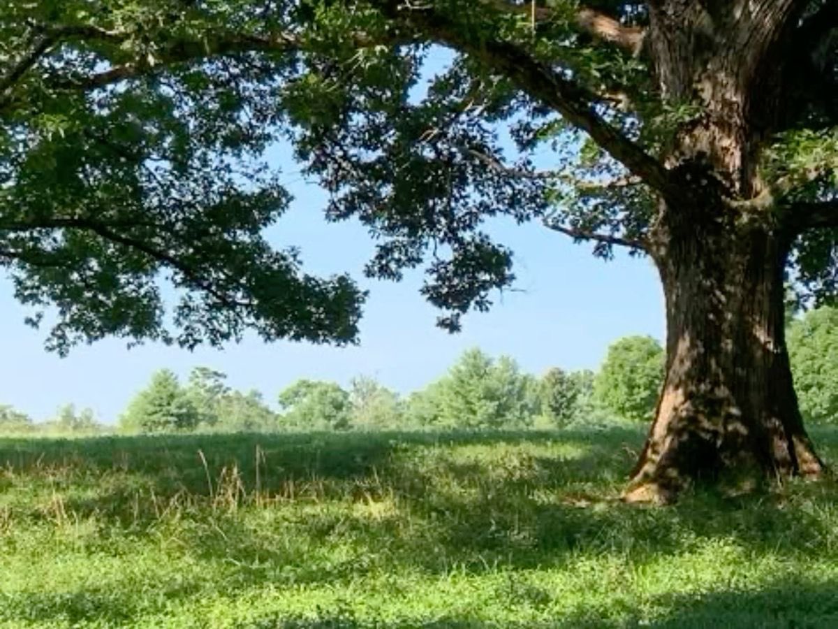 greendreamvibes's tweet image. Greenery 🍃