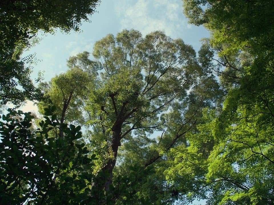 greendreamvibes's tweet image. Greenery 🍃