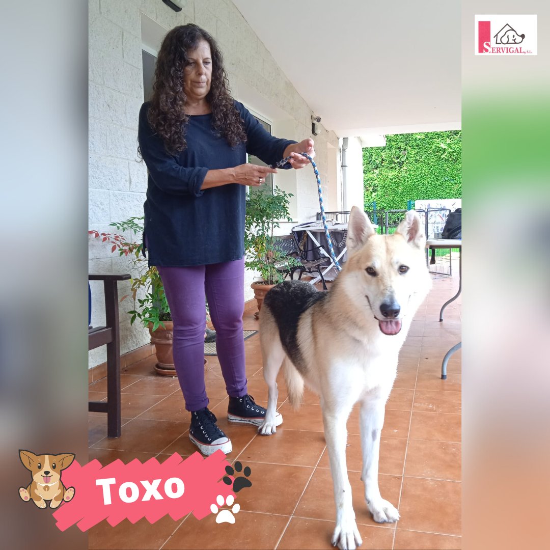 Se llama Toxo, pero es un amor 💝 Este #peludiño ya está con su nueva familia y no nos podemos alegrar más por él.

¡Gracias por adoptar! 🙏

#Adopción #Servigal #AdoptaResponsablemente