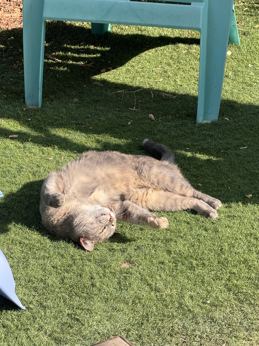 Neta gorlizky tweet media