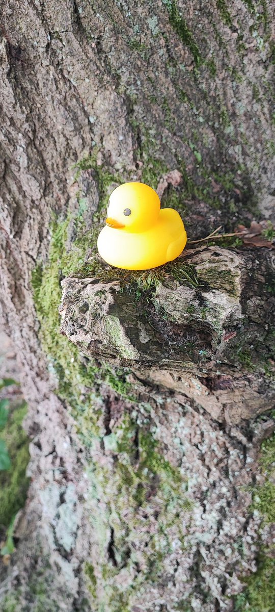 BossEnteMarke's tweet image. Boss Ente auf Ausschau