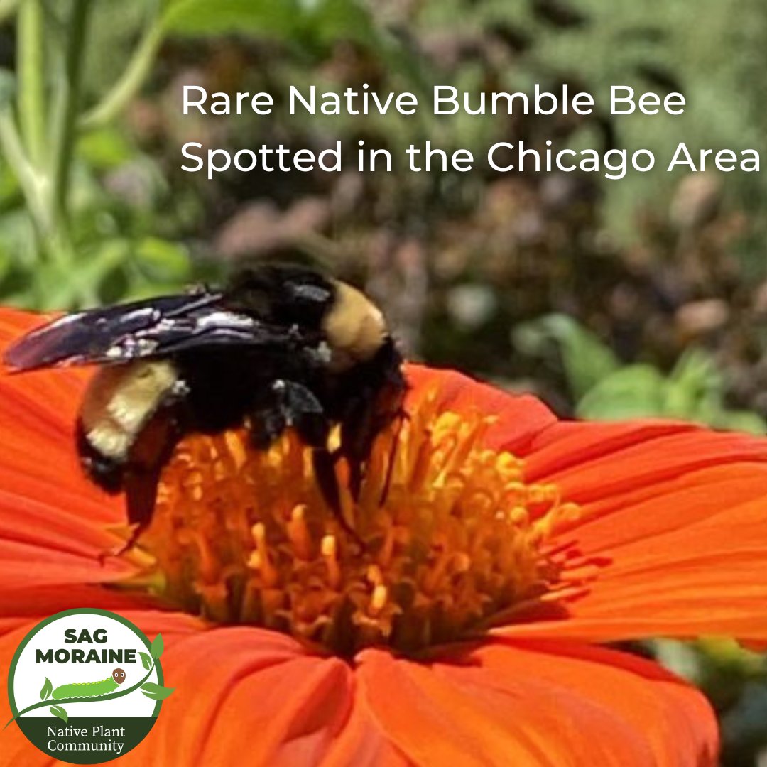 SagPlant's tweet photo. Rare Native Bumble Bee Spotted in the Chicago Area!

Read our blog post here –> https://t.co/zXy4f0uTOq

#NativePlants #Pollinators #NativePollinators #BumbleBee #RareNativeBee #Chicago #Midwest https://t.co/4Mivgp9rzU