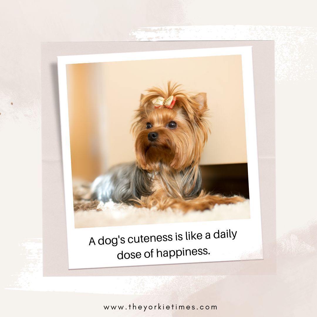 Happiness blooms like a flower in the presence of a Yorkie. bit.ly/3IEPXvs