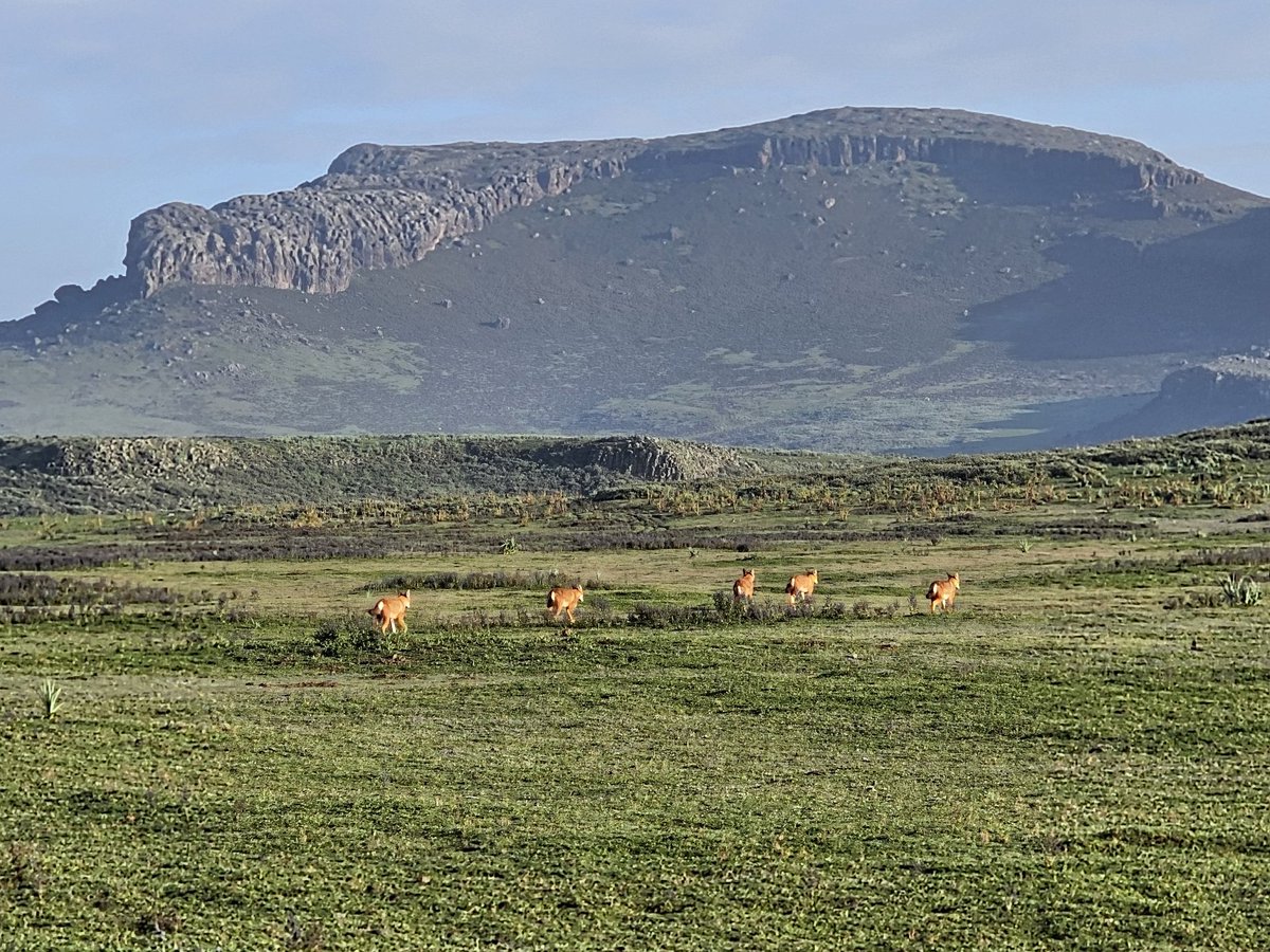 SamuneAbdi's tweet image. Please support this rarest animals. Without #ewcp here, it would be very difficult to see the wolves you see today. So let's all work with ewcp to protect these #wolves.
@KyKebero 
@ClaudioSillero 
@wildnetorg 
@WildCRU_Ox 
@Arctic_paws 
@BornFreeFDN 
@DinkeneshEth