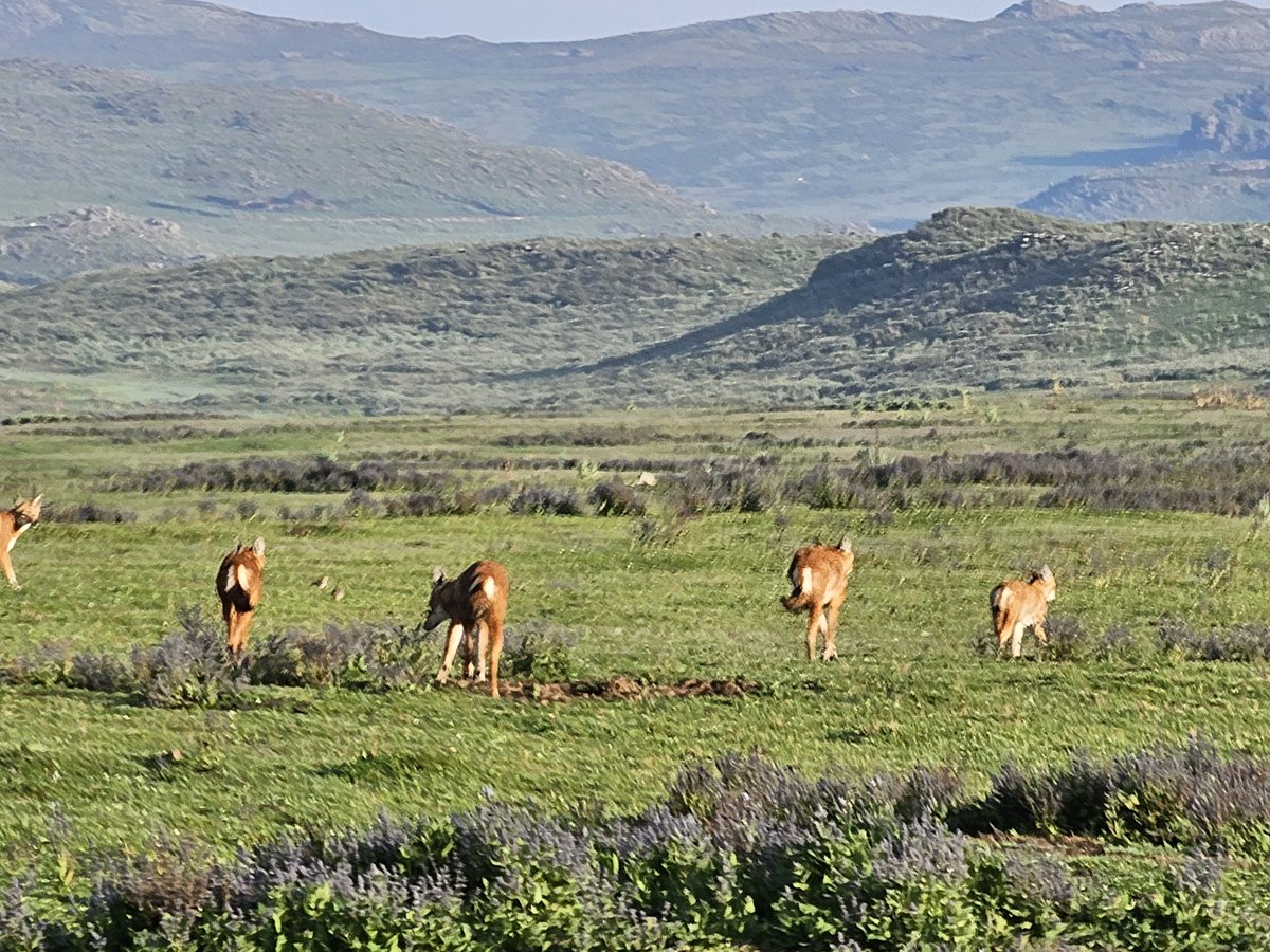 SamuneAbdi's tweet image. Please support this rarest animals. Without #ewcp here, it would be very difficult to see the wolves you see today. So let's all work with ewcp to protect these #wolves.
@KyKebero 
@ClaudioSillero 
@wildnetorg 
@WildCRU_Ox 
@Arctic_paws 
@BornFreeFDN 
@DinkeneshEth