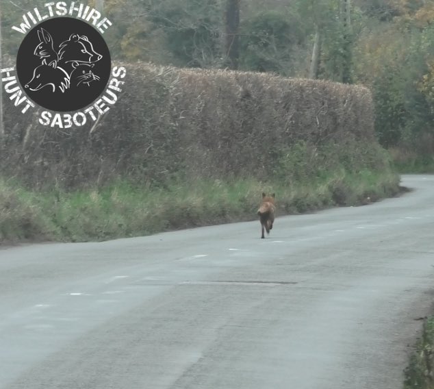 WiltsHuntSabs's tweet image. Hit Report;  Beaufort Hunt, 09-11-2024, Shipton Moyne. 

“The Telegraph” recently reported on the Inquest of ex-Beaufort master and huntsman Capt Ian Farquhar which concluded: 

“King’s friend died after getting trapped between wall and bed while drunk, inquest told”

🧵 1/