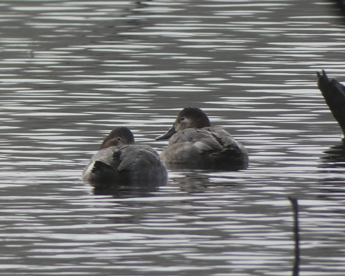 Mark Pitt (@mark__pitt) on Twitter photo Finally managed to get out to do some birding today. Spotted four pochards on Frankfield Loch, along with six shoveler. A few Goldeneyes on Hogganfield loch as well. <a href="/Clydebirding/">Clyde Birding</a> Finally managed to get out to do some birding today. Spotted four pochards on Frankfield Loch, along with six shoveler. A few Goldeneyes on Hogganfield loch as well. <a href="/Clydebirding/">Clyde Birding</a>
