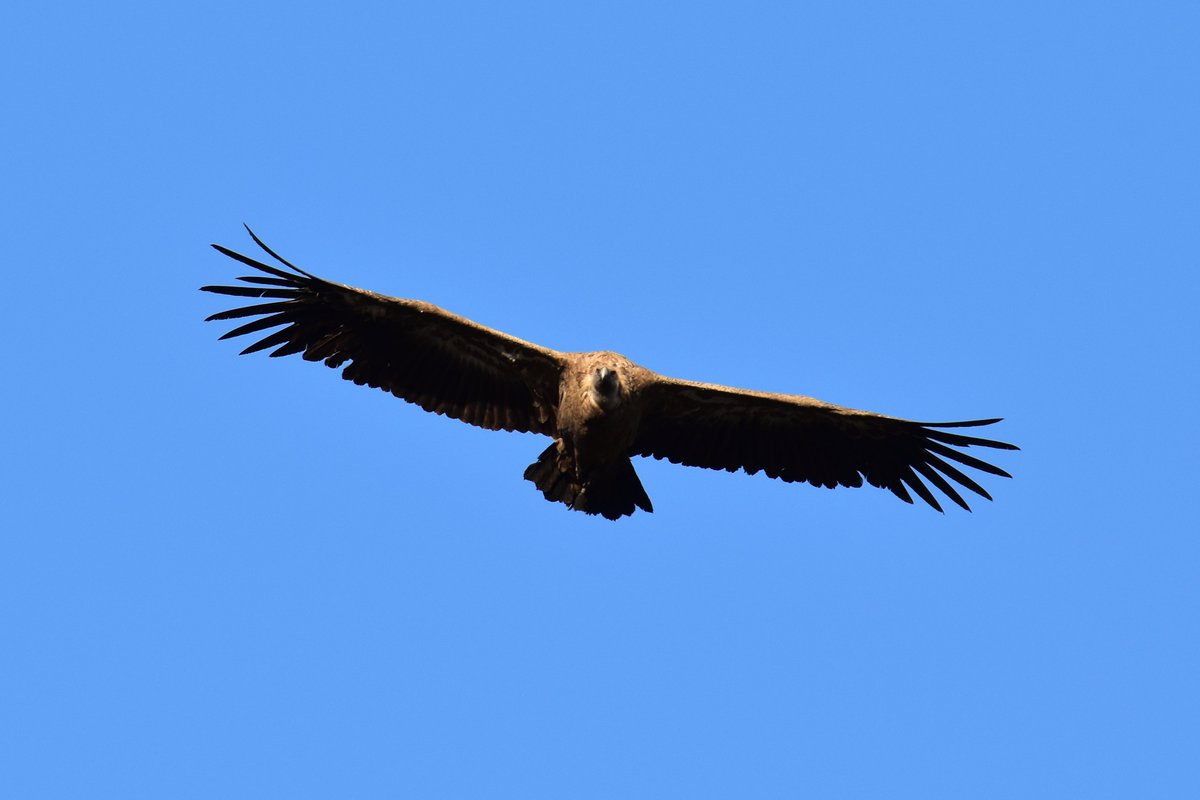 Andreas Fischer tweet media