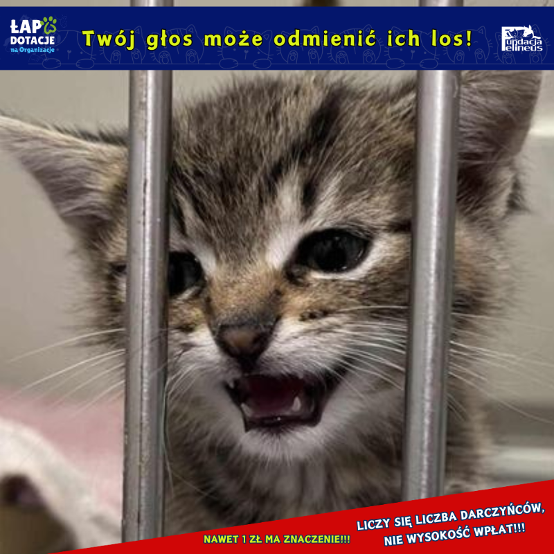 F_FELINEUS's tweet photo. Spadamy w dół... 💔
Tracimy szansę by odmienić koci los 😭

Ale 1 zł i podaj dalej może jeszcze wszystko zmienić ‼️
Wciąż mamy czas...
Proszę kliknij, zagłosuj i zrób RT 🙏🙏🙏
https://t.co/GbisHIvm9Y https://t.co/ntUmdOjp3g