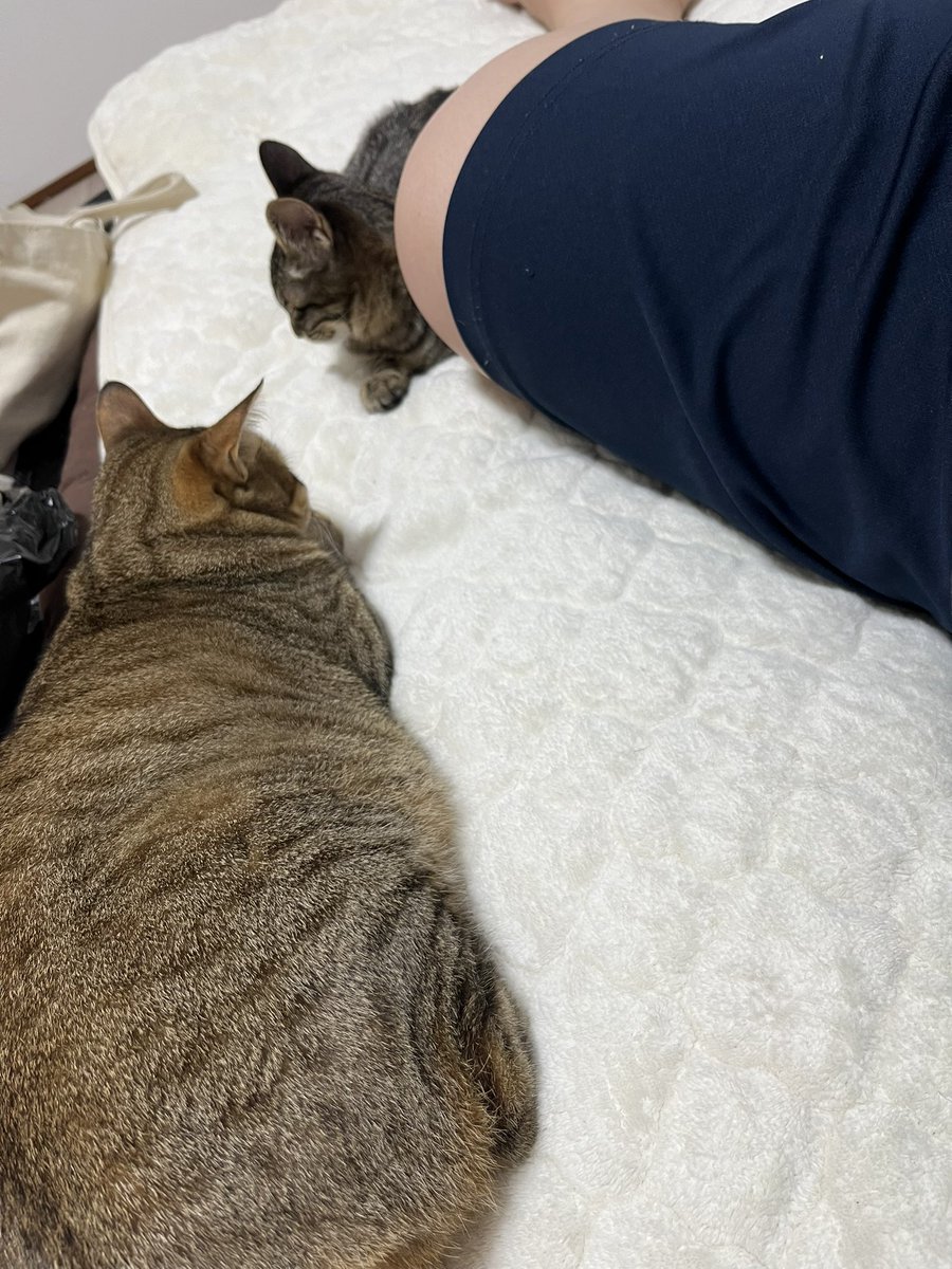 TATATATATA0612's tweet photo. 仲良しだねぇ
つーちゃんはくっつき虫だねぇ☺️

そろそろ洗濯終わった敷パットを干して、この子達にチュールあげないとなぁ。 https://t.co/YkYZclMV1d