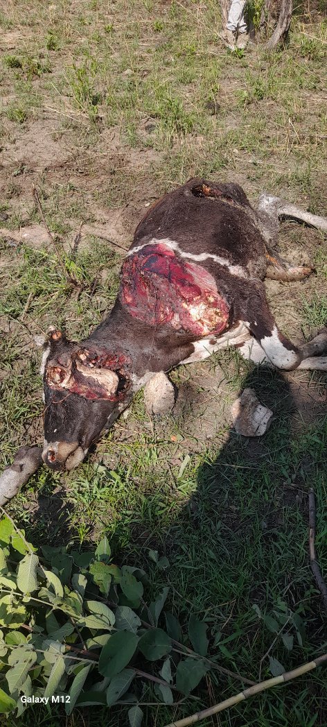 Dark side of farming. Two of my dairy heifers killed by hyenas.😭😭