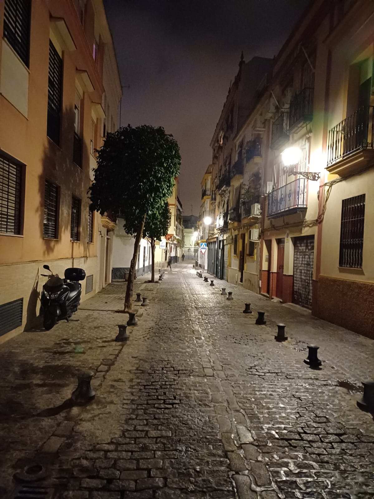 Controversia en Sevilla por un Árbol sin Podar que Forzó el Cambio de Ruta en la Procesión de Nuestra Señora Reina de Todos los Santos