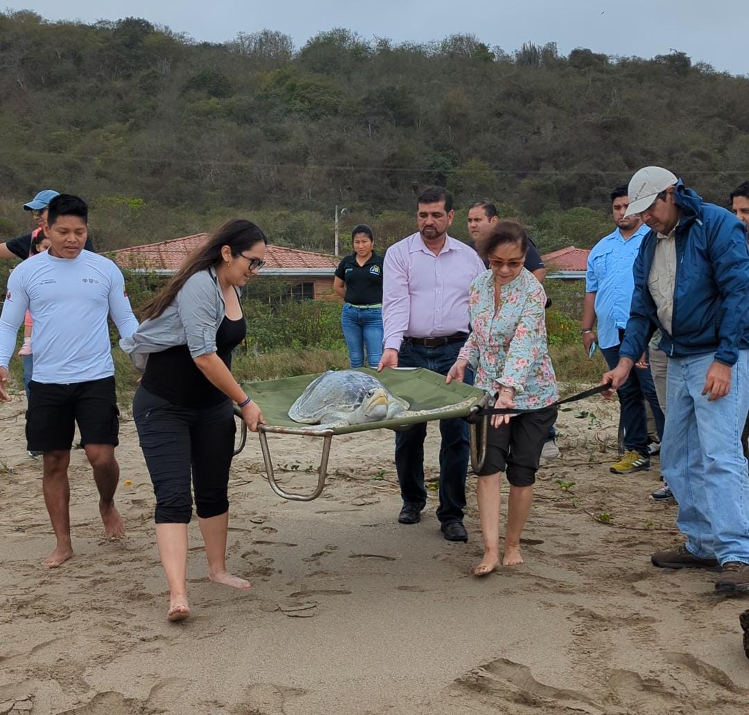 EcuadorMAE's tweet photo. En #PuertoLópez 🌊 la subsecretaria de Patrimonio Natural @glendaortegas y Eudoxia Tello, coordinadora de Cartera de @KfW, liberaron a una tortuga golfina en playa Salango🐢. El espécimen llevaba más de dos años en proceso de reinserción a su hábitat en un Centro de Rescate.✅ https://t.co/tj8rHU6e7D