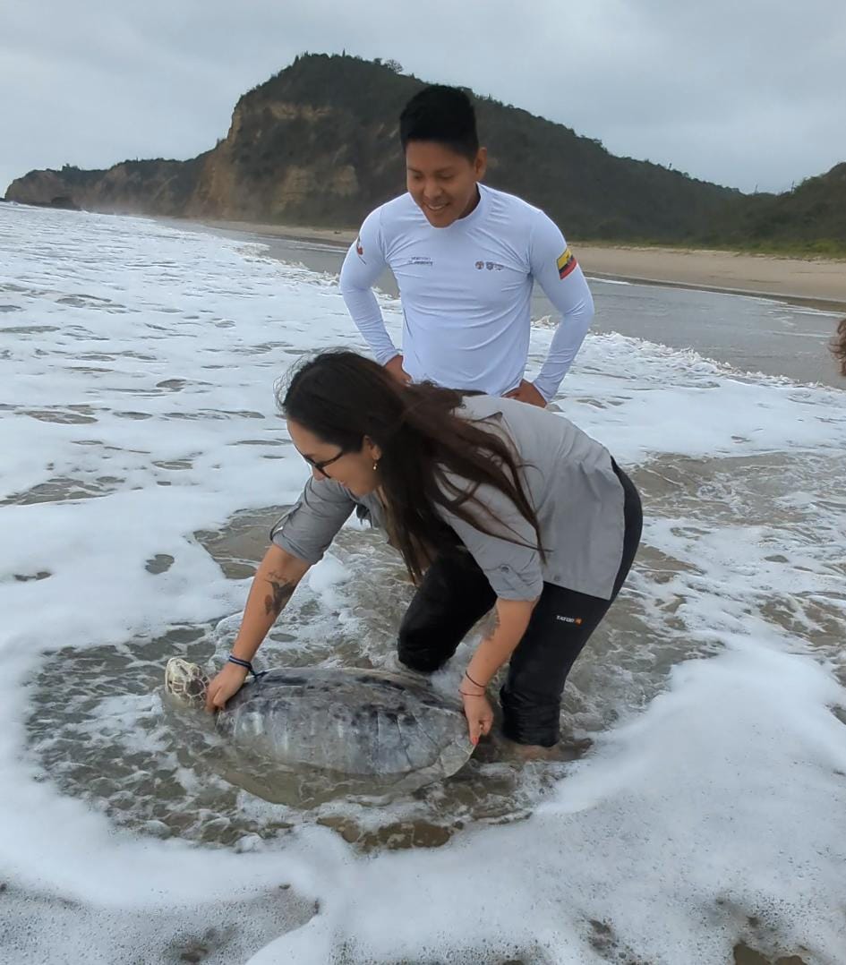 EcuadorMAE's tweet photo. En #PuertoLópez 🌊 la subsecretaria de Patrimonio Natural @glendaortegas y Eudoxia Tello, coordinadora de Cartera de @KfW, liberaron a una tortuga golfina en playa Salango🐢. El espécimen llevaba más de dos años en proceso de reinserción a su hábitat en un Centro de Rescate.✅ https://t.co/tj8rHU6e7D