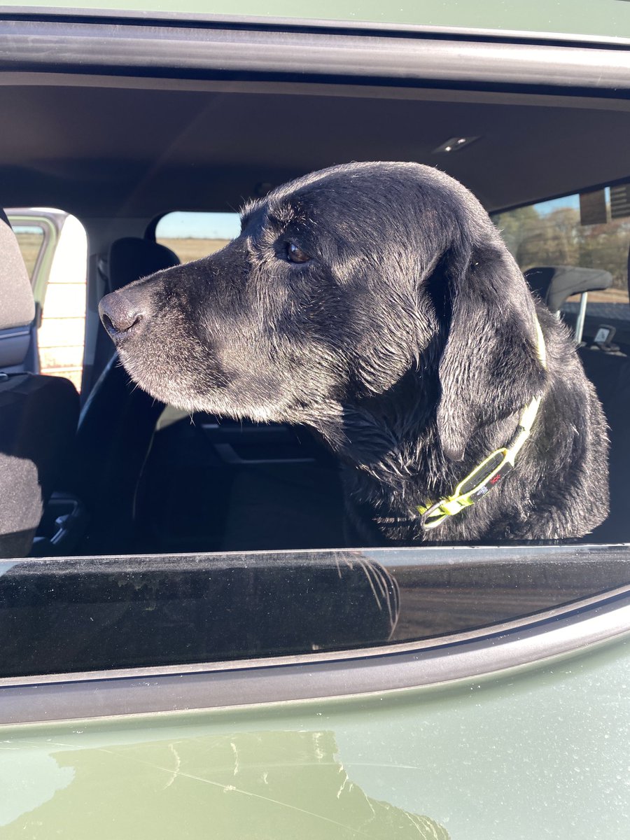 SuzieQuackers2's tweet photo. The Old Man #Drake gets another day in the Blind today! 1 Lesser Scaup, pair of GWT! Nothing like 40 or so GWT in the Dekes,to make a couple of Old Hands look like Rookies! @zanepocock it was another blessed day my Friend! ##LabradorRetriever #OldManDrake https://t.co/ZKysjYAFmP