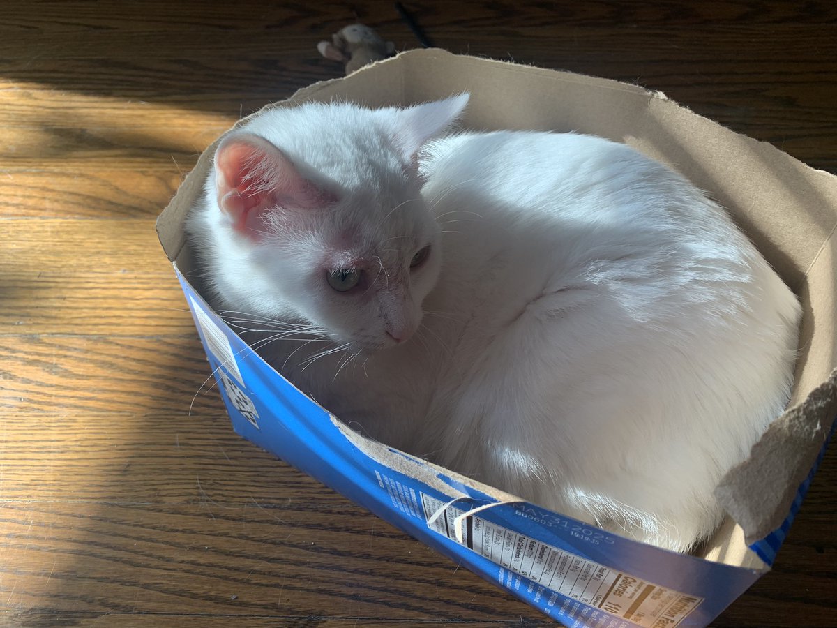 Osu16Bit's tweet image. 🐈📦