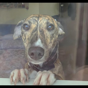 millypod1's tweet photo. 🆘8 NOV 2024 #Lost KIRSTY #ScanMe
Brindle Lurcher Female
Frimley Pits Fishery #FrimleyGreen #Camberley #Hampshire #GU16
https://t.co/P7Urcvzomc https://t.co/W8nvWbOgcB
