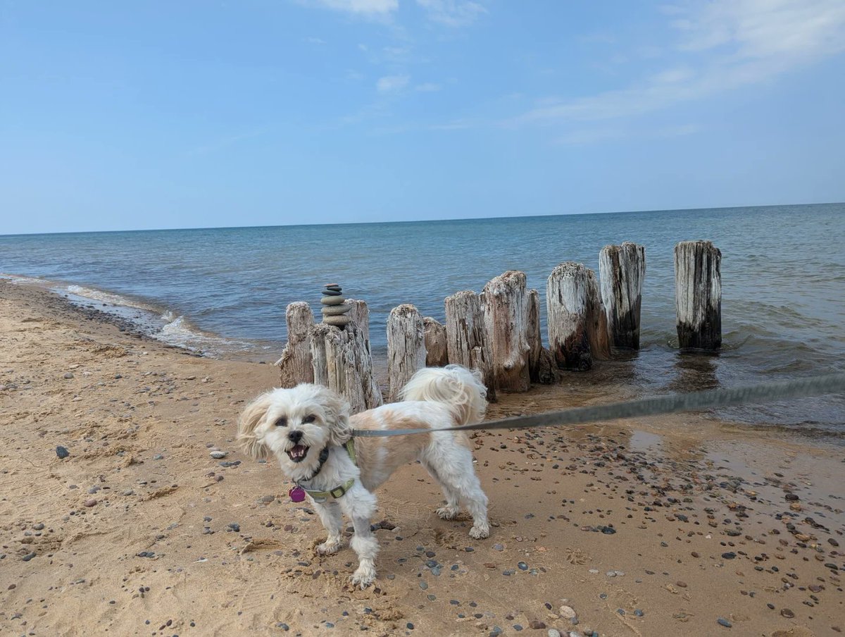 Snuggle Beast tweet media