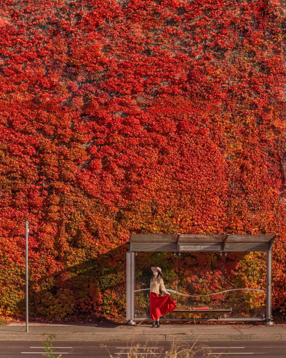 Disfrutando de los colores del otoño en Vancouver 🍂🍁

📍 Sylvia Hotel
📍 UBC Asia Centre
📍 Parada de autobús en Nanaimo &amp; Hastings Street

📷 @wisteria_voyage⁣⁣⁣⁣⁣⁣⁣⁣⁣⁣
Etiqueta #VeryVancouver para tener la oportunidad de aparecer en nuestras redes.