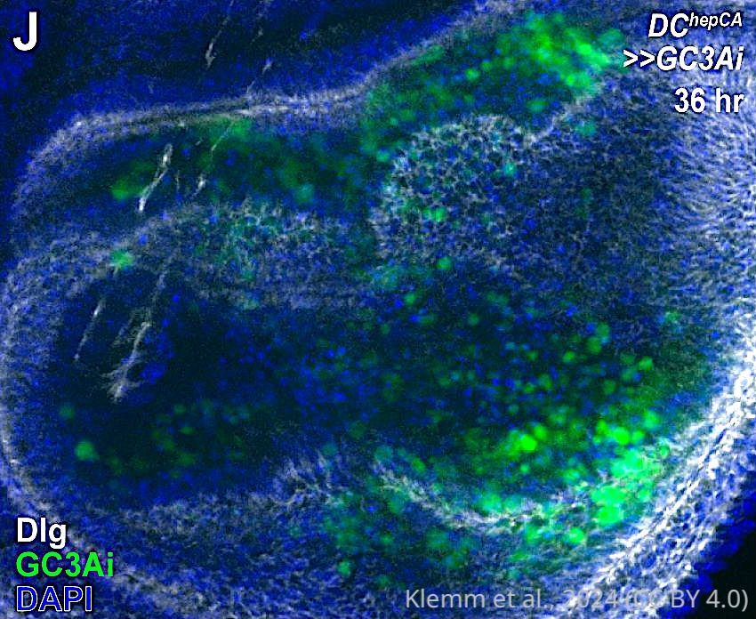 An enzyme known as caspase, which triggers cell death, has a central role in the regeneration of cells and repair of tissue that can occur after necrosis.
elifesciences.org/articles/10378…
