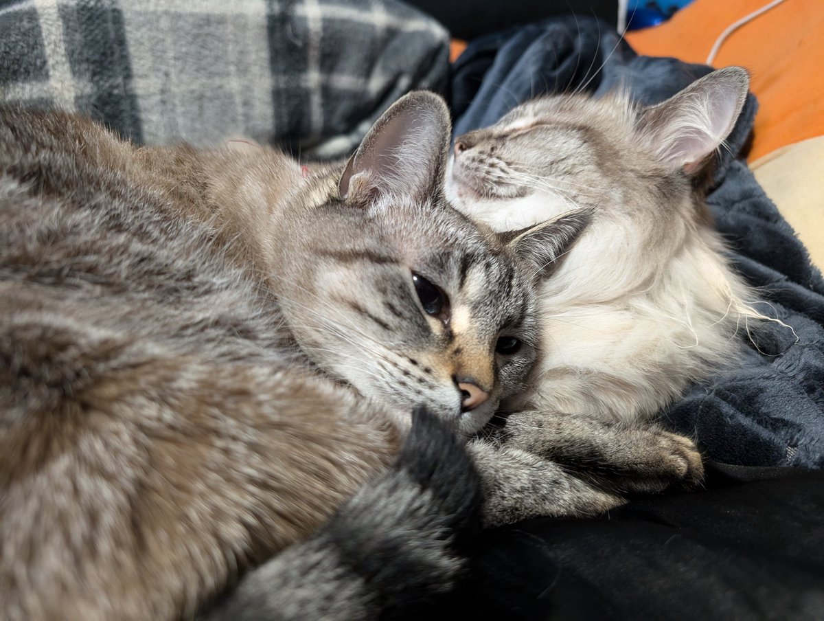 TheMaleGays 🏳️‍🌈🏳️‍⚧️ tweet media