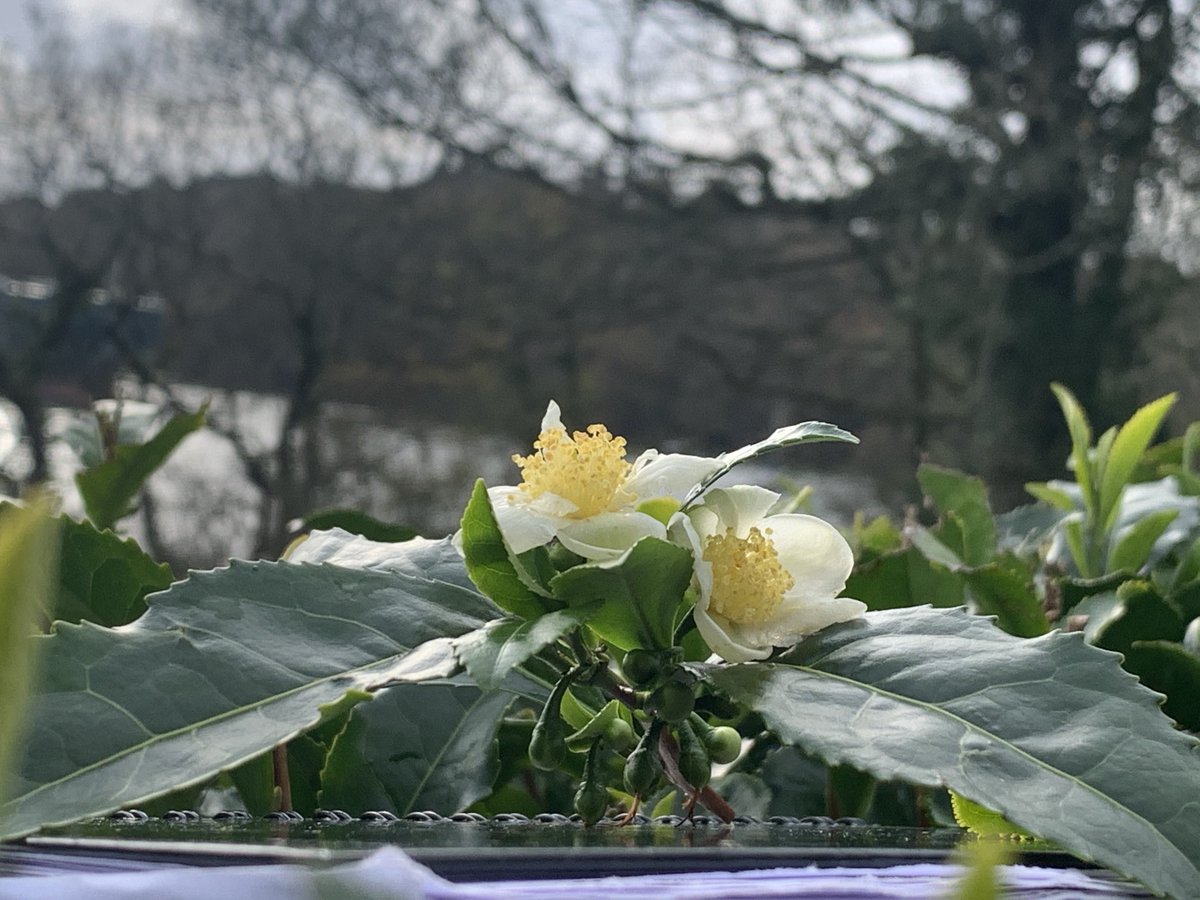 Peak tea flowering season is upon us
