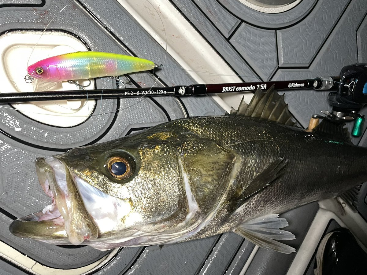 kyuurifishing's tweet photo. サザンカ140F✖️comodo7.5H
83cmランカー🔥
コノシロ狂いにブリブリ強めに波動の出る速度でリトリーブ、、、ハンドルを止められる猛烈バイト!
秋爆ボートシーバスに7.5Hなら1本でなんでもできます😌👌
#Fishman
#comodo75H
#Megabass
#サザンカ140F
#groly
#ボートシーバス https://t.co/VtttoTYNjj