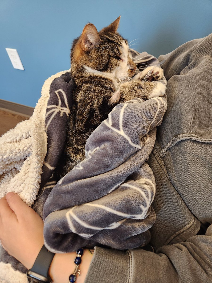 marvelousmeshel's tweet photo. These are the days you hope never come. Never thought I’d be doing this again 4 months after Loki. Rest easy Snickers. 15 years young and you will always be my baby. https://t.co/uwllDkzvZR