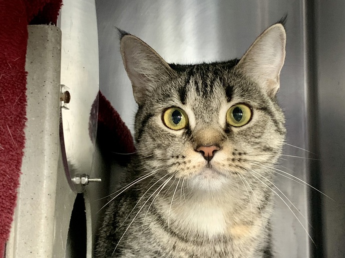 NYCDEATHROWCATS's tweet photo. THERE ARE 27 ANIMALS ( 10 CATS &amp; 17 DOGS)  AT RISK FOR TUESDAY 11/12/24 DEADLINE IS NOON. PLEASE SHARE, FOSTER, ADOPT, TAG FRIENDS, POST TO SOCIAL MEDIA SITES, PLEDGE TO  HELP SAVE THEIR LIVES. NEW PHOTOS https://t.co/Rt2PL8RaPy https://t.co/kysbdtRWo6