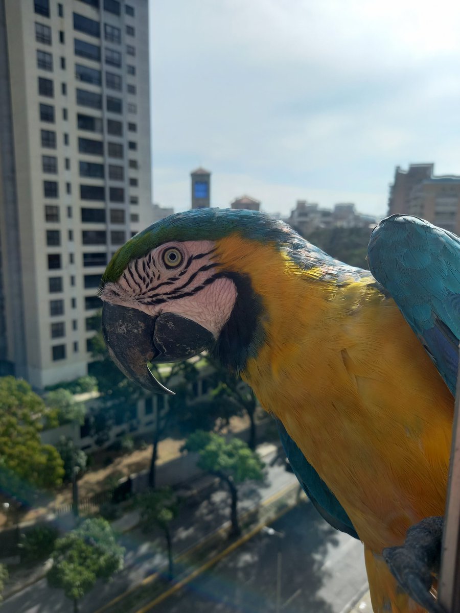 karelisjvc's tweet photo. 🪶Napoleón y Josefina posando, con el intenso sol de la mañana y ese bello plumaje brillante...😍
3/9 ⤵️
📸 #guacamaya #macaw #style #adorables #photos #Photographie #freebirds #landscape #nature #PictureOfTheDay #fauna #animals #aves #parrot #cute #birds #mywindow #city https://t.co/xP7ABEdRbX