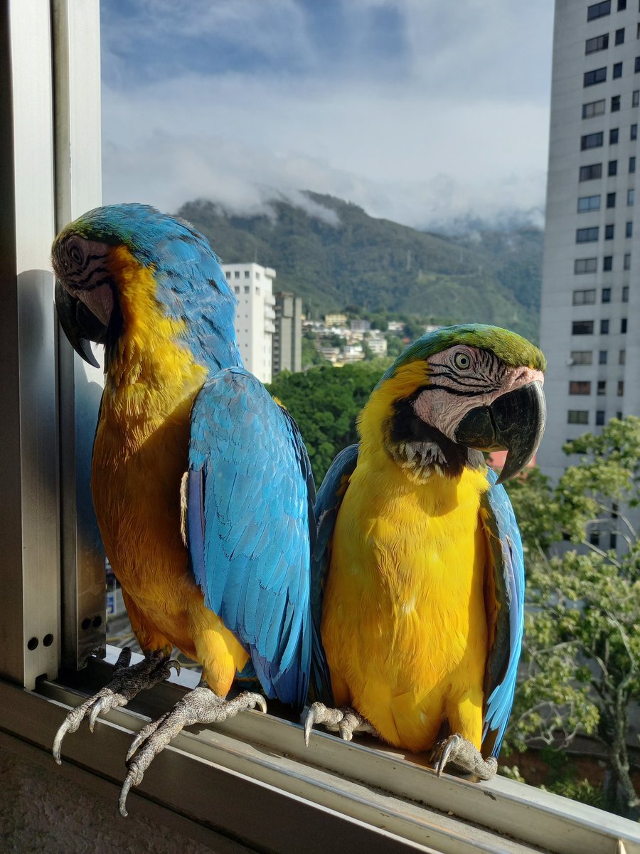 karelisjvc's tweet photo. 🪶Napoleón y Josefina posando, con el intenso sol de la mañana y ese bello plumaje brillante...😍
3/9 ⤵️
📸 #guacamaya #macaw #style #adorables #photos #Photographie #freebirds #landscape #nature #PictureOfTheDay #fauna #animals #aves #parrot #cute #birds #mywindow #city https://t.co/xP7ABEdRbX