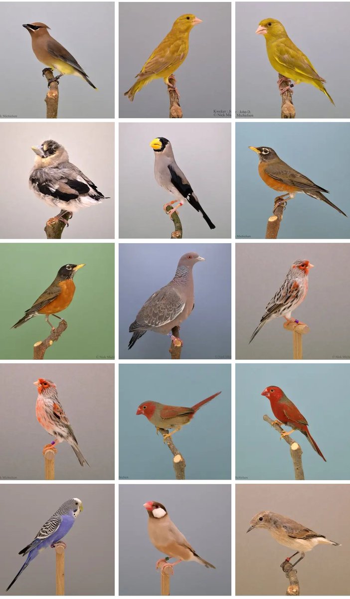 Alex Lees tweet media