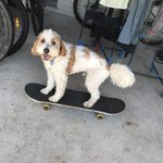 Photo by skateboarding dog (@sk8boardingdog)