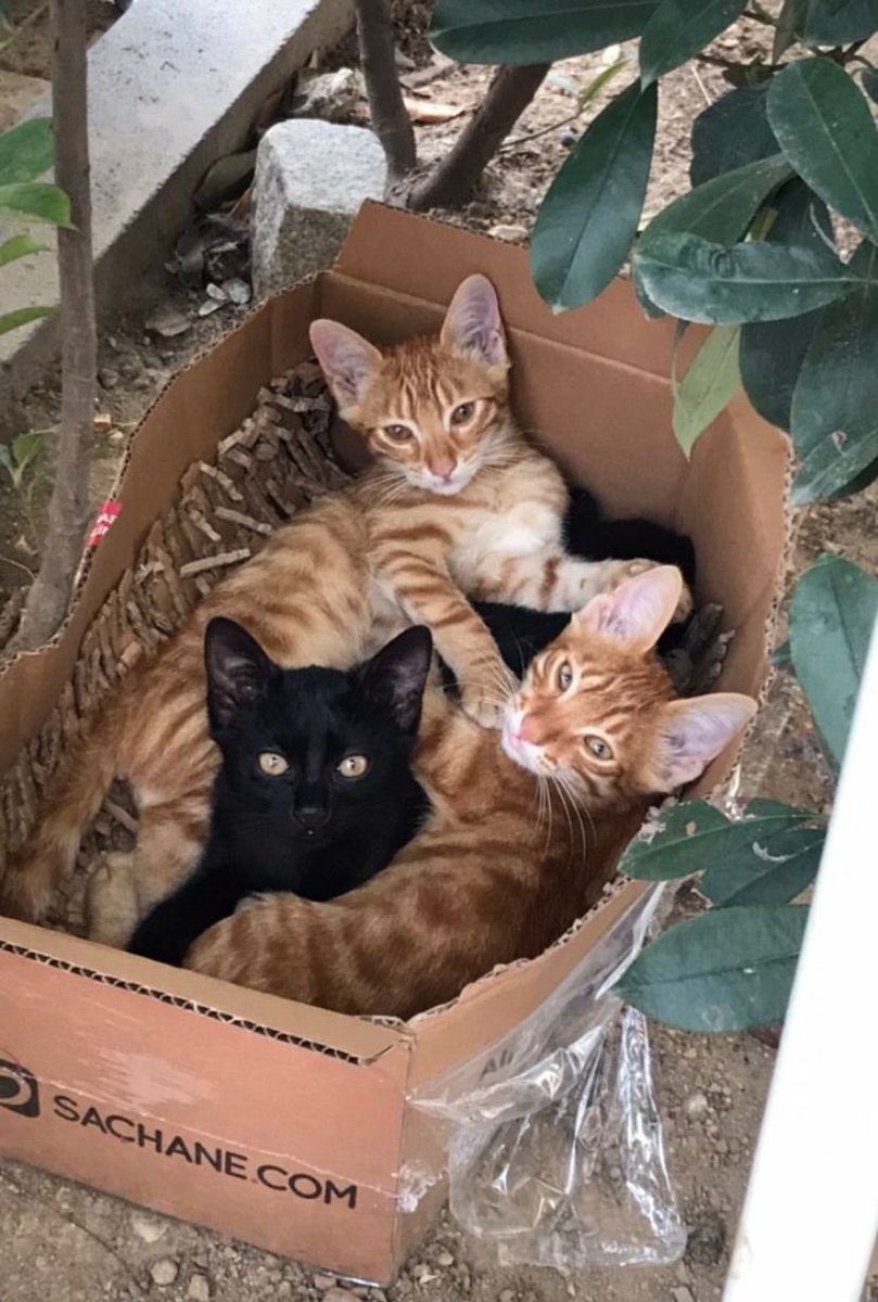 bjburak1903's tweet photo. @SachaneOfficial ben sizden 3 sarı istemiştim siz araya siyah sıkıştırmışsınız lütfen telafi edelim 😸 https://t.co/XVwhXoueMg