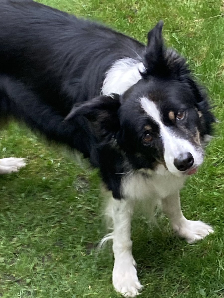 lizzyloucollie's tweet photo. So can anyone tell my why all my pals keep disappearing on here. I mean I’m nosey and I like to know what you’re all getting up to https://t.co/DBeODr38wM
