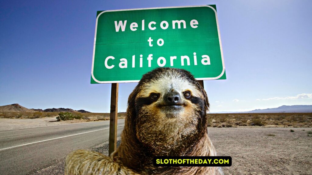 Sloth Experience California - slothoftheday.com/sloth-experien… <a href="/day_sloth/">Sloth Of The Day</a>